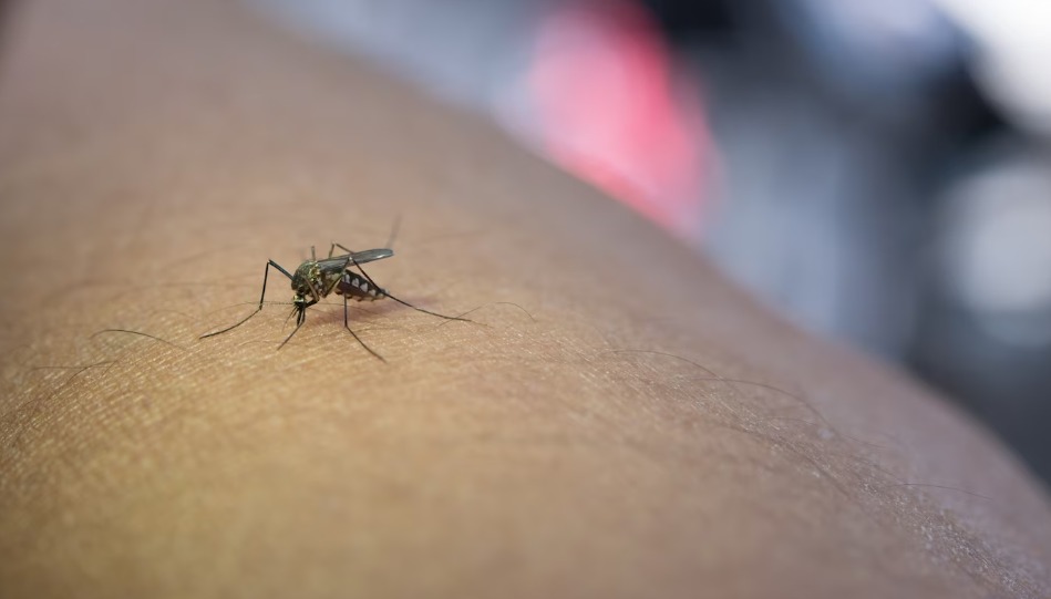 Malária: Saúde alerta para casos em Goiás